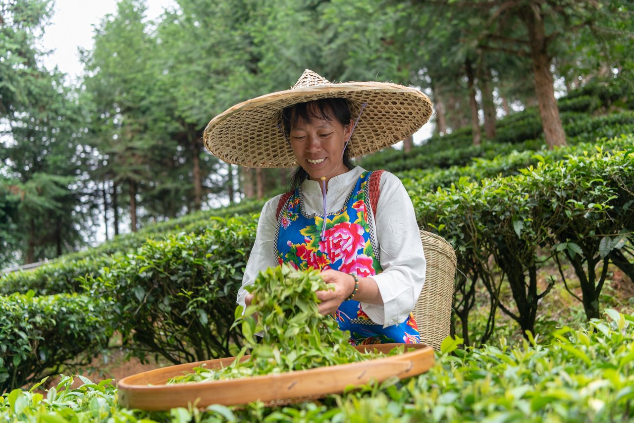 Woman worker smiling while holding freshly picked tea leaves. This asset is part of the Seed to Feed Photo Library Style Guide. Make sure to refer to the Style Guide for creative strategy, branding and messaging guidelines.